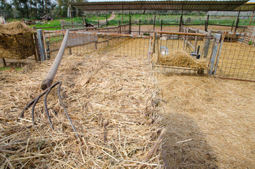 Pitchfork on a bale of hay in front of the enclosures for sheep and goats.