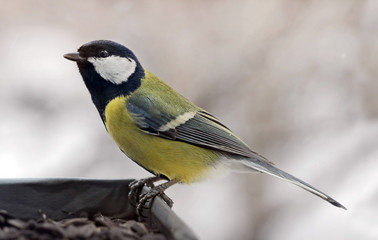 Great Tit at a Feeder