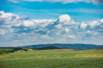 Obraz premium Summer landscape, majestic grass covered meadow.