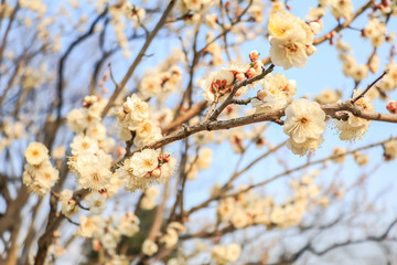 Japanese plum blossoms white. (Ume Flower)