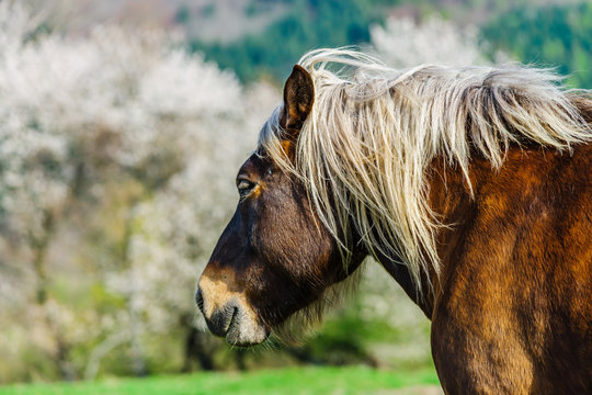 Brabancon belgian horse on the farmland, Alsace, France