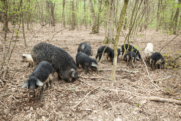 Naklejka premium Pigs in wood