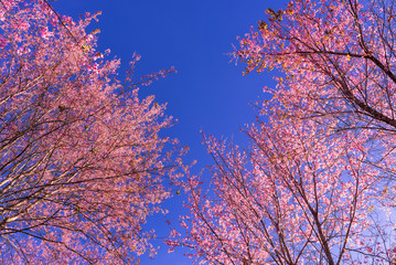 Cherry blossom in spring time, sakura