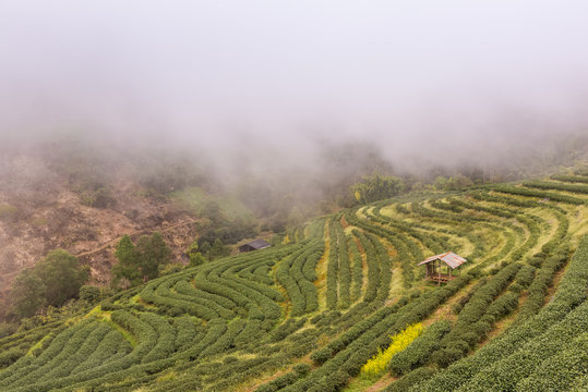 Tea field and the mist and fog at Doi at Doi Ang Khang, Chiang Mai, Thailand