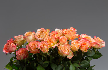 Rose sweet avalanche