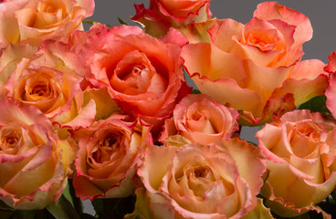 Rose sweet avalanche
