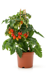Tomatenpflanze im Blumentopf