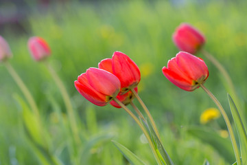Fototapeta premium red tulips in garden
