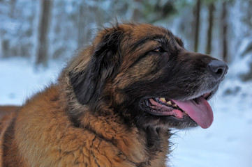 Portrait of a nice Leonberger
