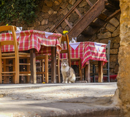 Fototapeta na wymiar Cat waiting for guests in restaurant