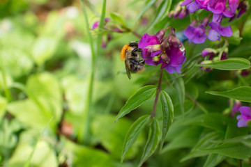 Garden pea purple spring flower with Bumblebee