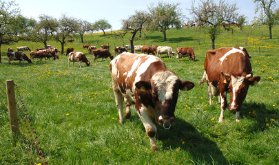 Frühling und Baumblüte im Odenwald