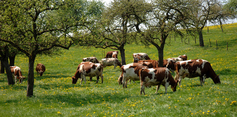 Fr&uuml;hling und Baumbl&uuml;te im Odenwald