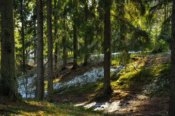 Mystery fairy forest. Green fir trees and rays of sun, shining trough the branches.