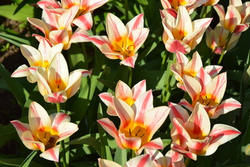 Tulpen in Pstellfarben