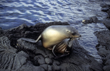 Otarie des Galapagos / Zalophus wollebaeki