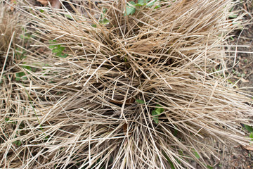 Yellow autumn dry plant grass straw hay
