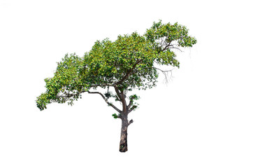 Fototapeta premium Isolated trees on white background , The collection of trees.