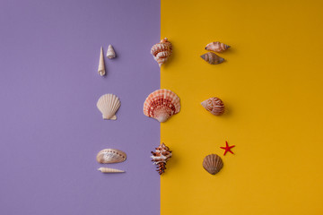 Creative square composition of beautiful seashells composed on colorful background.
