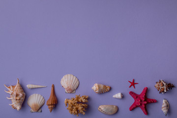From above shot of beautiful composition made of different seashells and coral on bottom on purple background.