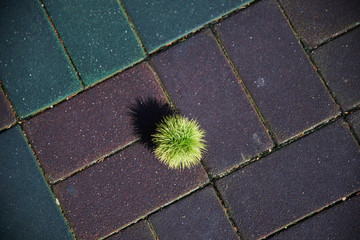 A dropped chestnut burr on the pavement