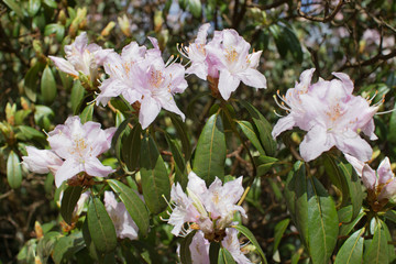 Blooming pink white Rhododendron flowers blossoms branches Himalayan India alpine