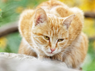Yellow cat sit in the loaf pose in autumn park, eyes half closed, and its body looks like a love heart.