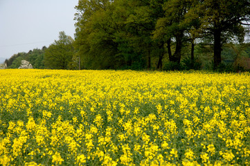 Obraz premium Frühling und Baumblüte im Odenwald