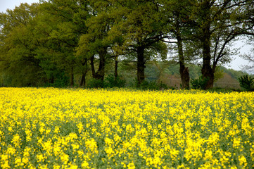Obraz premium Frühling und Baumblüte im Odenwald