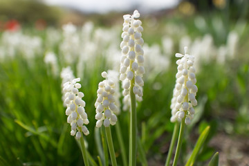 Blooming white magic grape hyacinth flowers Muscari Mascara ornamental garden plant blossoms