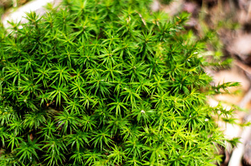 Green moss in bright and sunny day