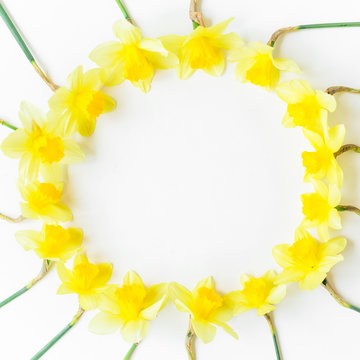 Round frame made of yellow narcissus on white background. Flat lay, top view. Floral background. 