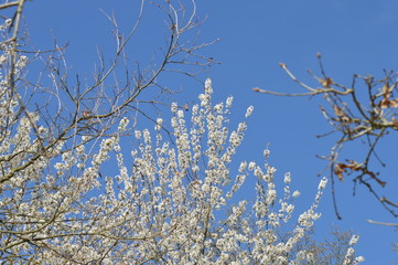 Bäume im Frühling