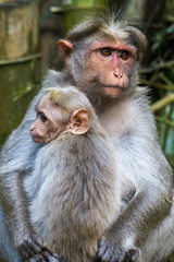 Indien - Kerala - Kumily - Affen im Wildernest