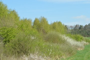 Obraz premium Bäume im Frühling