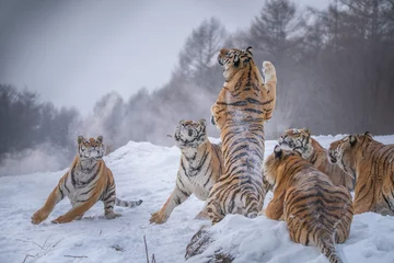 Wandcirkels tuinposter Siberian Tigers in China © Yotin