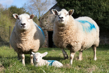 Fototapeta premium Two ewe sheep stand guard over a lamb