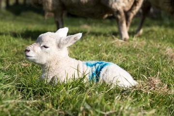 Young lamb laid down on grass outside in UK farm