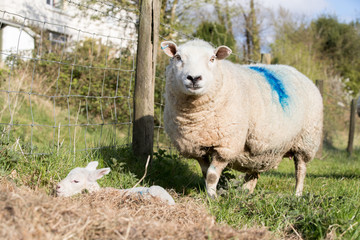 Obraz premium Mother sheep protects her young lamb outside