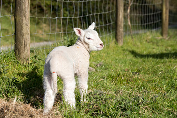 Obraz premium Young lamb stood up outside in a farmers field
