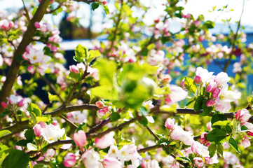 Apfelbaum blühend