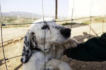 Sad abandoned dogs