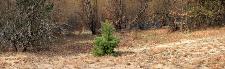 A little pine in the forest at the edge of the forest