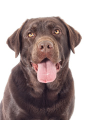 Portrait Brown labrador dog looking