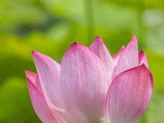 Fototapeta na wymiar Summer flowers series, beautiful pink lotus flowers.