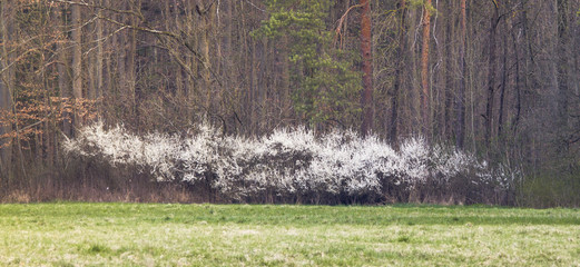 Schlehenblüten