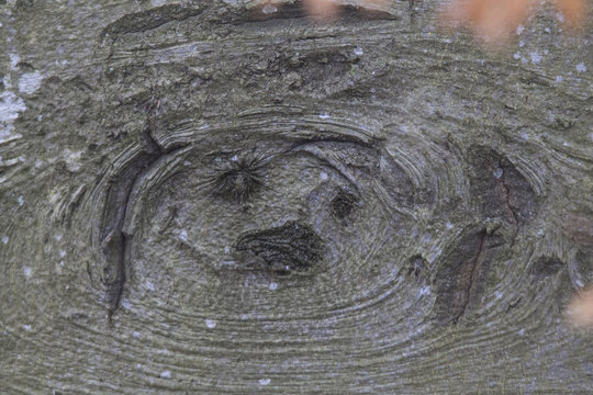 Baumgesicht