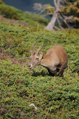 Ibex
