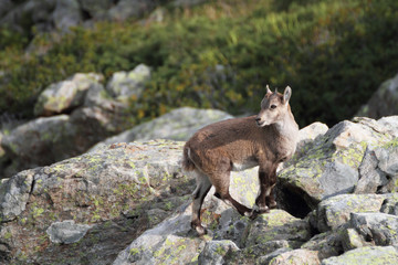 Baby Ibex
