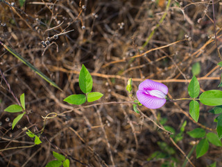 Purple White Unwanted Flora Ivy Flower